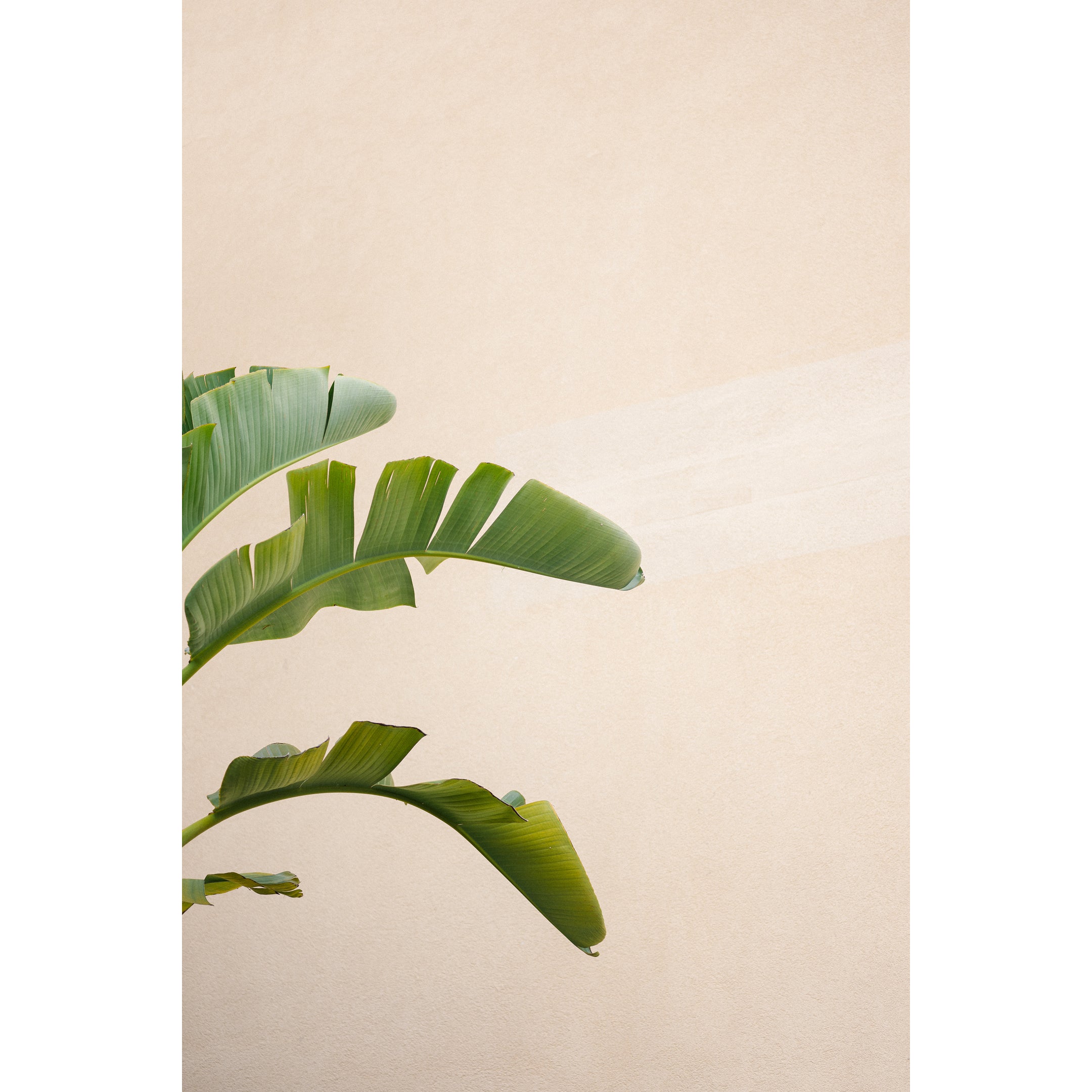 Cannes Banana Plant Print
