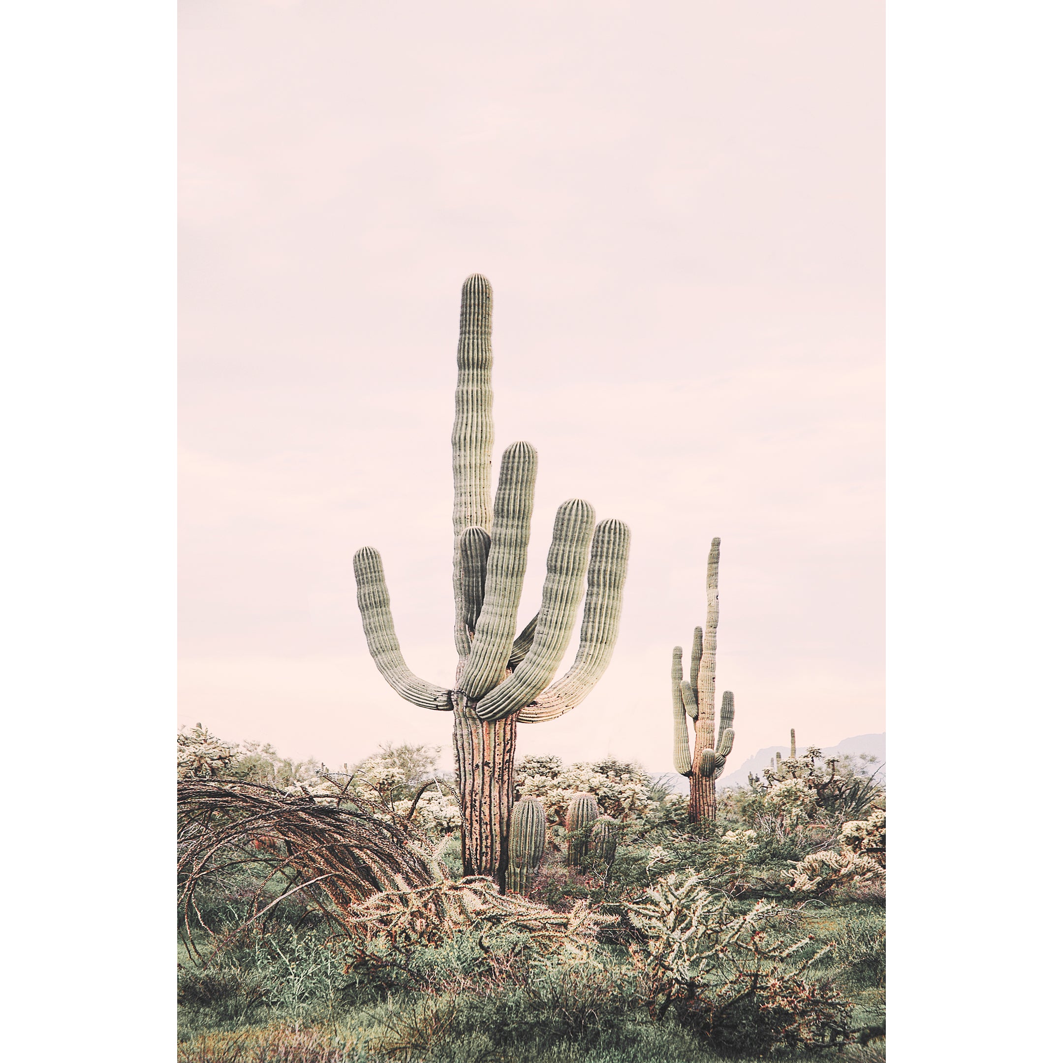 Pink Saguaro Print