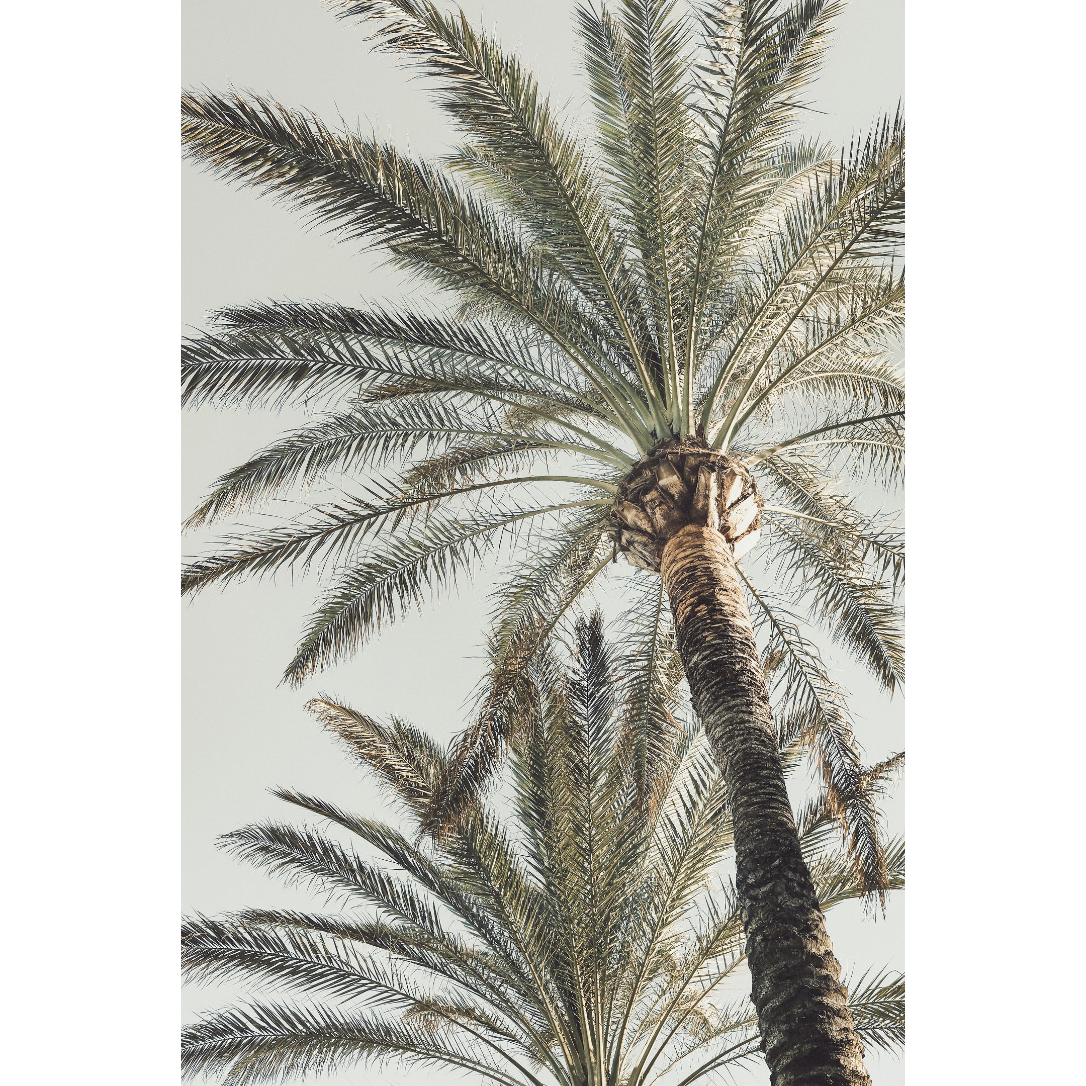 Palm Serenity Print