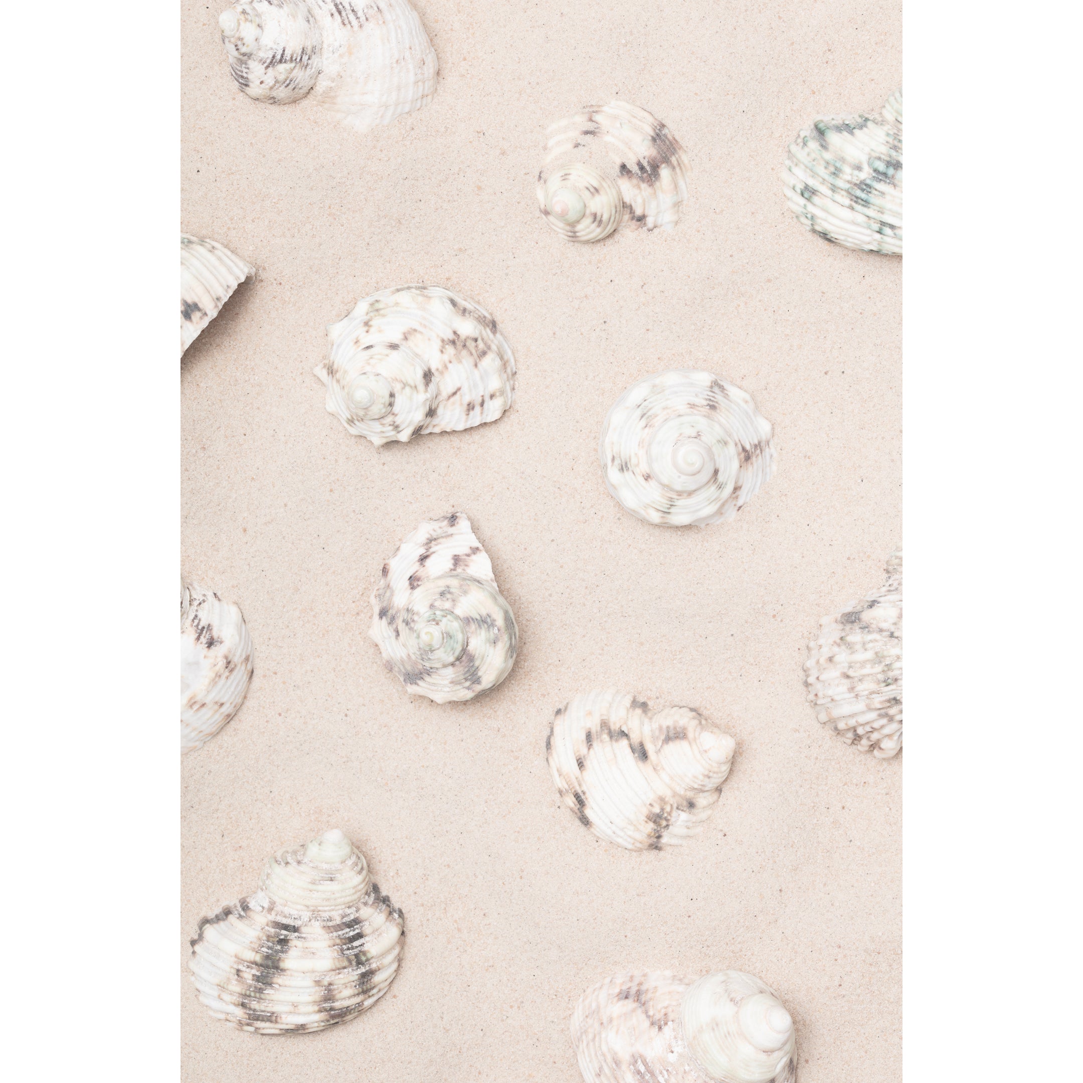 Beach Shells Print